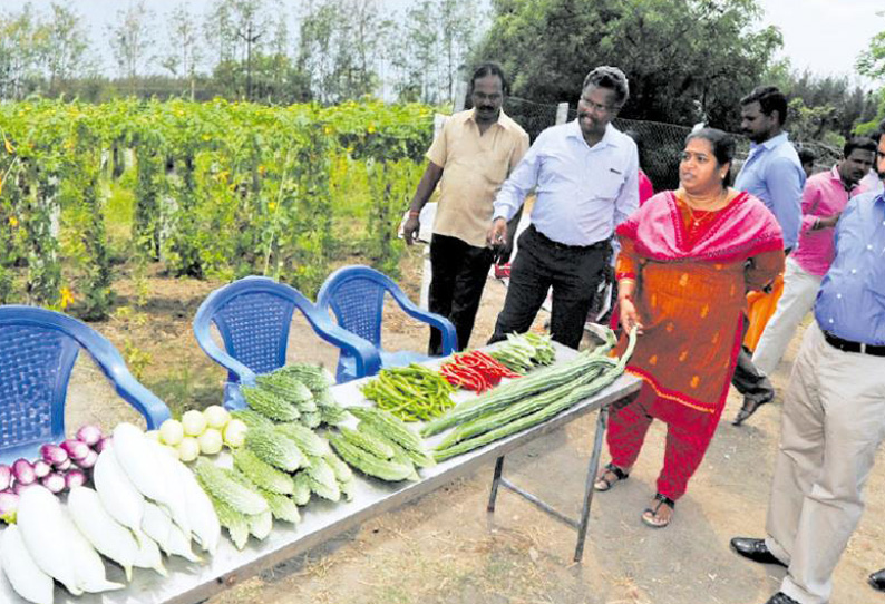 கலெக்டர் ஆய்வு