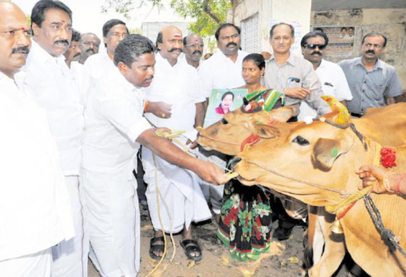 100 பேருக்கு விலையில்லா மாடுகள்