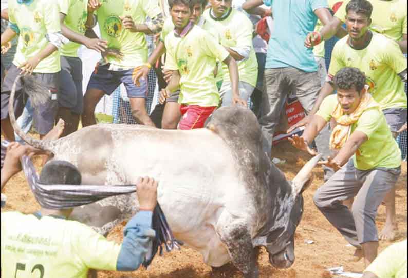 விராலிமலையில் ஜல்லிக்கட்டில் காளைகள் முட்டியதில் 70 பேர் காயம்