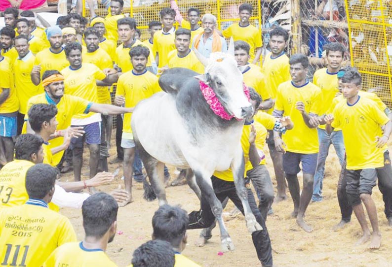 ஒட்டக்குளம் ஜல்லிக்கட்டில் 540 காளைகள் சீறிப்பாய்ந்தன வீரர்கள் போட்டிபோட்டு அடக்கினர்