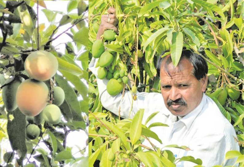 அடிக்கடி காய்க்கும் புதிய மாமரம்