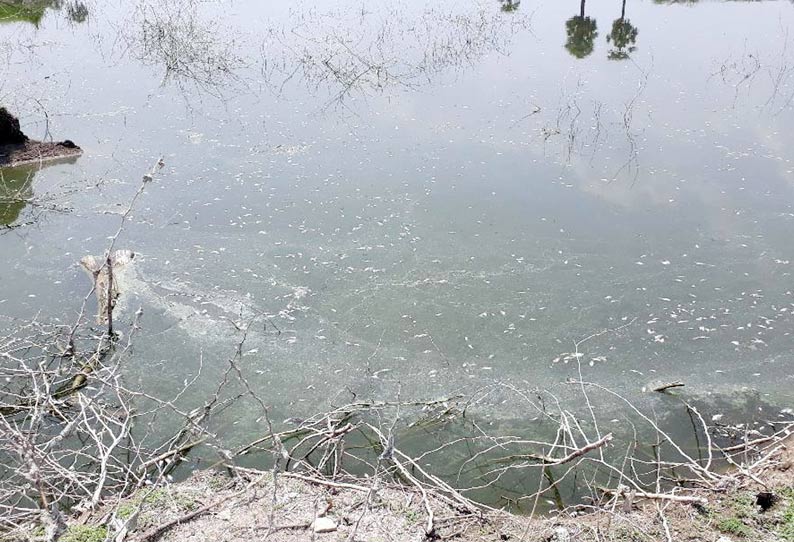 ஆம்பூர் அருகே ஏரியில் ஆயிரக்கணக்கான மீன் குஞ்சுகள் செத்து மிதந்தன