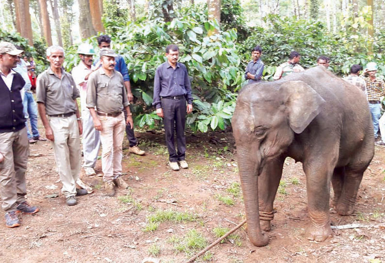 விராஜ்பேட்டை அருகே காலில் குண்டு காயத்துடன் சுற்றித்திரிந்த குட்டி யானை வனத்துறையினர் மீட்டனர்