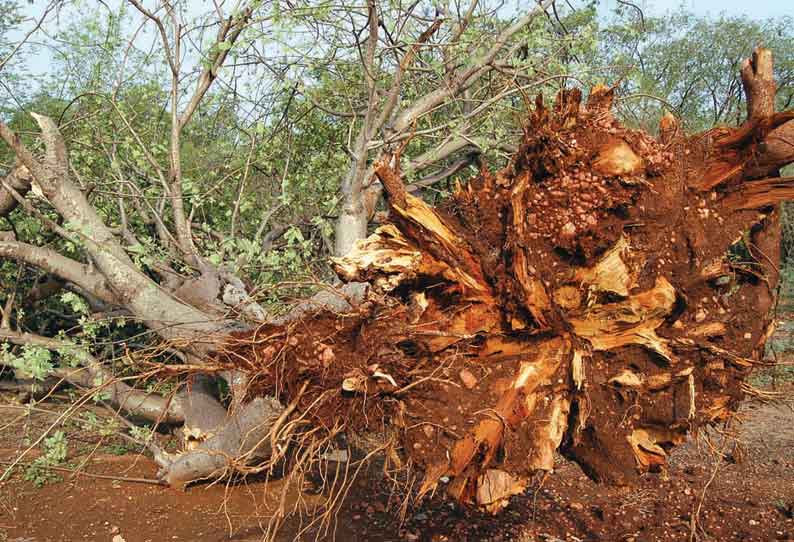 ஈரோட்டில், சூறாவளிக்காற்றுடன் மழை: 3 இடங்களில் மரம் விழுந்தது