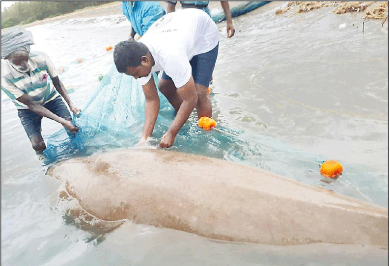 அதிராம்பட்டினம் அருகே மீனவர்கள் வலையில் சிக்கிய 500 கிலோ கடல் பசு