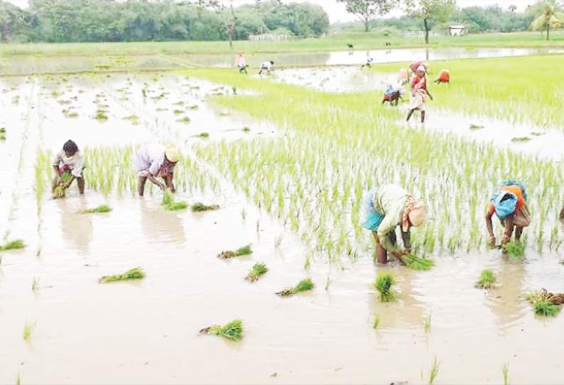 சீர்காழி பகுதியில் பரவலாக மழை: சம்பா நெற்பயிர் நடவு பணி தீவிரம் விவசாயிகள் மகிழ்ச்சி