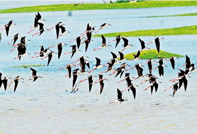 தரவையில் பறவைகள் சரணாலயம் அமைக்கப்படுமா? சமூக ஆர்வலர்கள் எதிர்பார்ப்பு