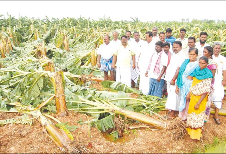 புயலால் சேதமடைந்த வாழைகளை எம்.எல்.ஏ. ஆய்வு