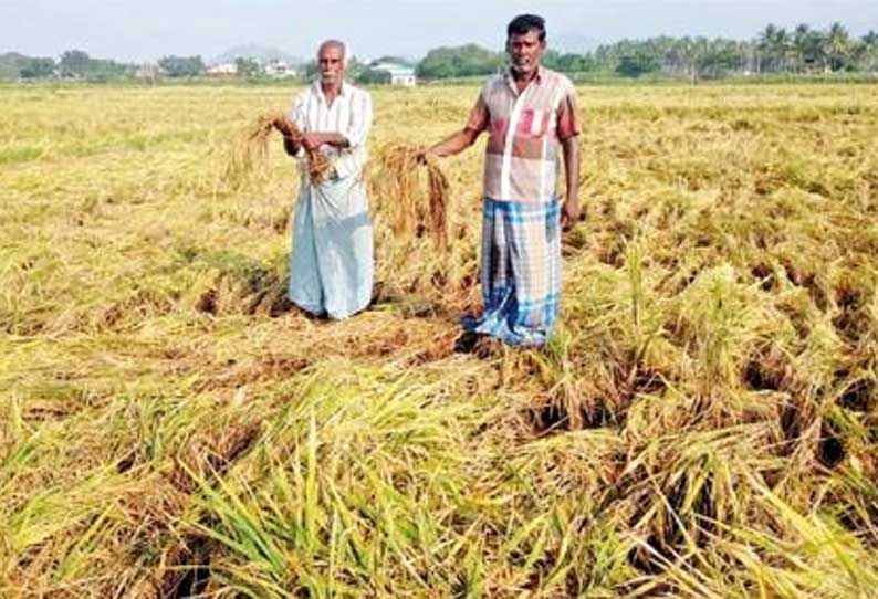 சோழவந்தான், வாடிப்பட்டி பகுதிகளில் கஜா புயலால் ஆயிரம் ஏக்கர் நெல், வாழைகள் சேதம்