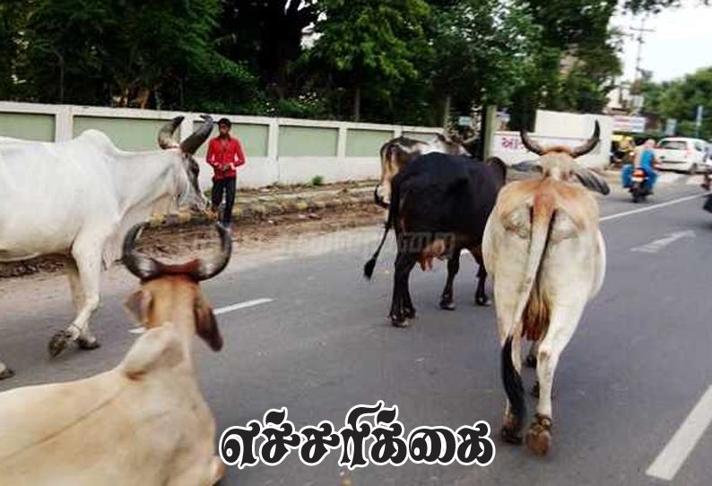 நெல்லை மாநகராட்சி பகுதியில் சுற்றி திரியும் கால்நடைகளின் உரிமையாளர்கள் மீது குற்ற நடவடிக்கை மாநகராட்சி ஆணையாளர் எச்சரிக்கை