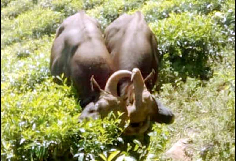 நடுரோட்டில் சண்டை: கொம்புகள் சிக்கியதால் காட்டெருமைகள் தவிப்பு