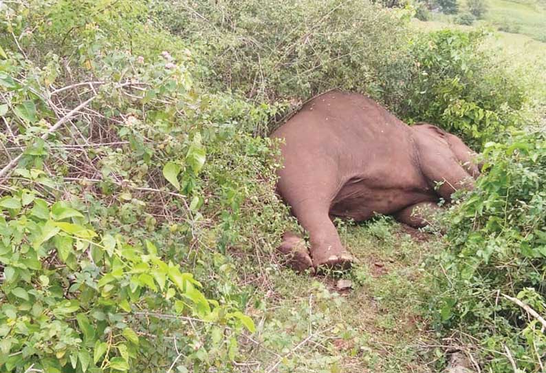 தாளவாடி அருகே மின் வேலியில் சிக்கி யானை சாவு