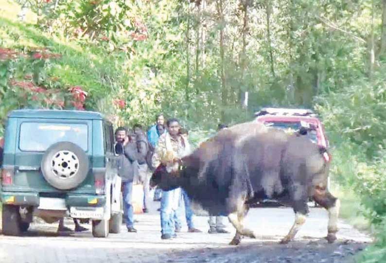 மயக்க ஊசி செலுத்தி நடக்க முடியாமல் அவதி அடைந்த காட்டெருமைக்கு சிகிச்சை