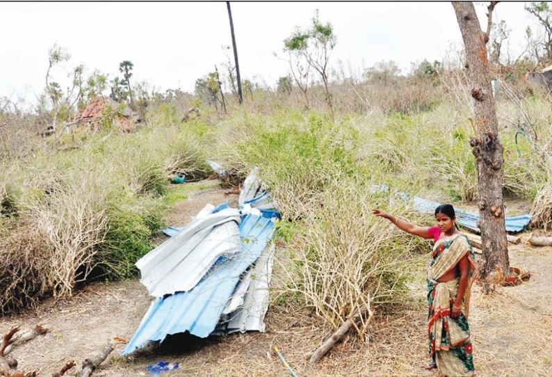 வேதாரண்யம் பகுதியில் 1,500 ஏக்கரில் மல்லிகை செடிகள் சேதம்