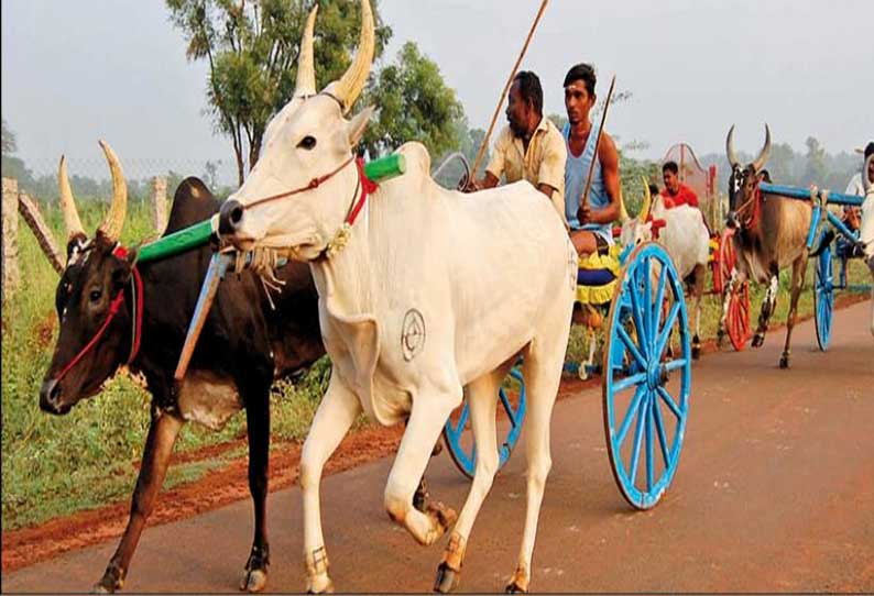 கார்த்திகை தீப திருநாளையொட்டி கல்லல், சிங்கம்புணரி பகுதிகளில் மாட்டு வண்டி பந்தயம்