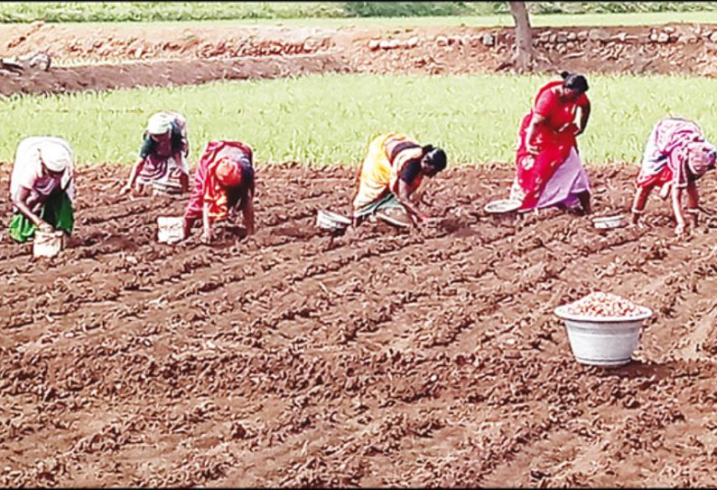 சின்ன வெங்காயம் சாகுபடி பணி தீவிரம்