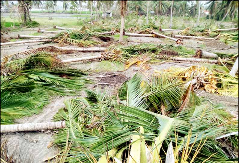 அரசு நிவாரணம் ரூ.1,100 என அறிவிப்பு: புயலுக்கு சாய்ந்த தென்னை மரத்தை வெட்டி அகற்றிட ரூ.2 ஆயிரம் கூலி - கதறி கண்ணீர் விட்ட விவசாயி