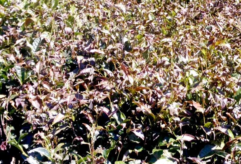 குந்தாவில் கடும் பனிப்பொழிவு: தேயிலை செடிகள் கருகியதால் விவசாயிகள் கவலை