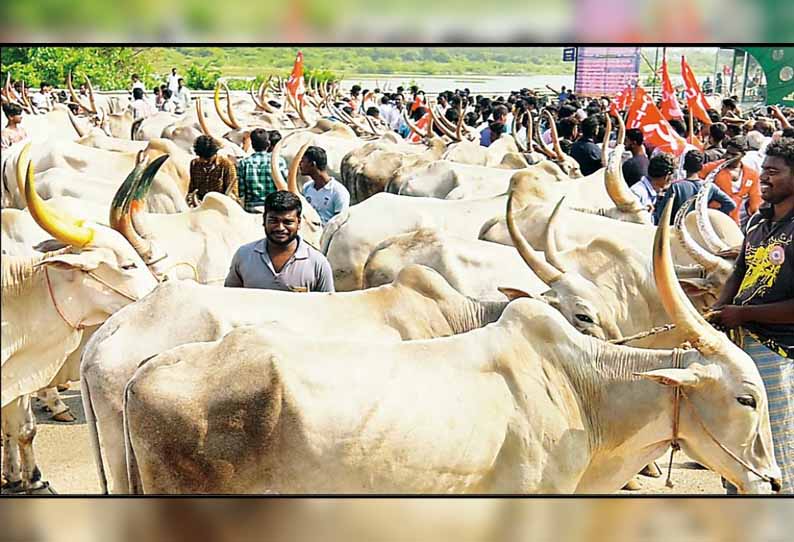 மணல் குவாரி திறக்கக்கோரி: கடலூர் கலெக்டர் அலுவலகத்தை மாடுகளுடன் தொழிலாளர்கள் முற்றுகை