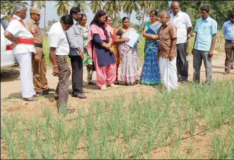 ராசிபுரம், புதுச்சத்திரம் பகுதிகளில் தோட்டக்கலைத்துறை திட்டப்பணிகளை கலெக்டர் ஆய்வு