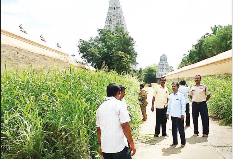 திருவண்ணாமலை அருணாசலேஸ்வரர் கோவில்: கோ சாலையில் வைக்கோல் தட்டுப்பாடா? - இணை ஆணையர் நேரில் ஆய்வு