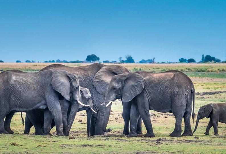 வெப்பச் சமநிலையைப் பேணும் யானையின் வெடிப்புகள் கொண்ட தோல் வெப்பச் சமநிலையைப் பேணும் யானையின் வெடிப்புகள் கொண்ட தோல்