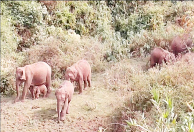 மஞ்சூர்– கோவை சாலையில் அரசு பஸ்சை வழிமறித்த காட்டுயானைகள்; போக்குவரத்து பாதிப்பு