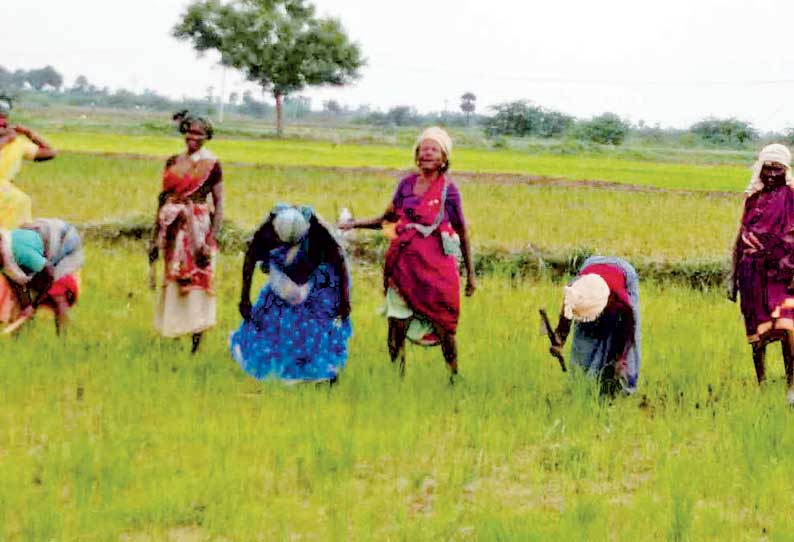 பேரையூர் தாலுகாவில் போதிய மழை பெய்யாத நிலையில் தாமதமாகும் நெல் விவசாயம்; விவசாயிகள் கவலை