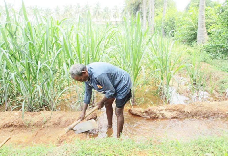 பார்வை இழந்த நிலையிலும் விவசாய பணிகளை செய்யும் முதியவர்