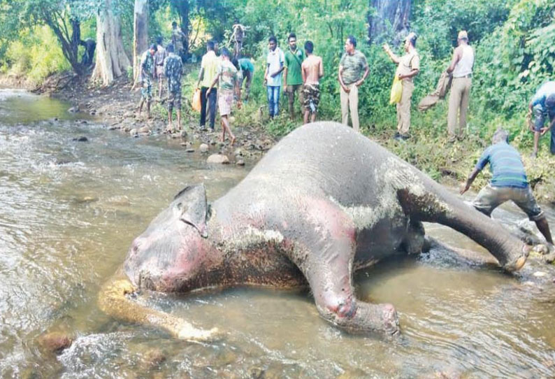 சீகூர் வனப்பகுதியில் வயிற்றில் குட்டியுடன் இறந்து கிடந்த யானை