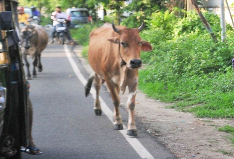 பா.ஜ.க. எம்.பி. மாடு முட்டி தீவிர சிகிச்சை பிரிவில் அனுமதி