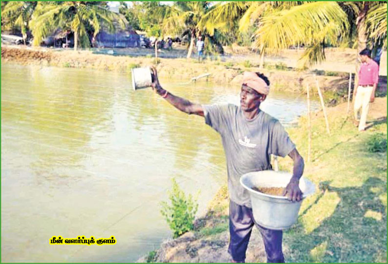 மீன்: வளர்க்கலாம்.. ருசிக்கலாம்.. சம்பாதிக்கலாம்.