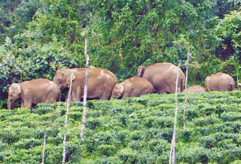 வால்பாறையில் வீடுகள், அலுவலகத்தை சேதப்படுத்தி காட்டு யானைகள் அட்டகாசம்