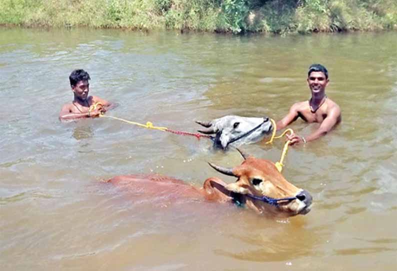 கம்பம் 18-ம் கால்வாயில் ரேக்ளா பந்தய மாடுகளுக்கு நீச்சல் பயிற்சி