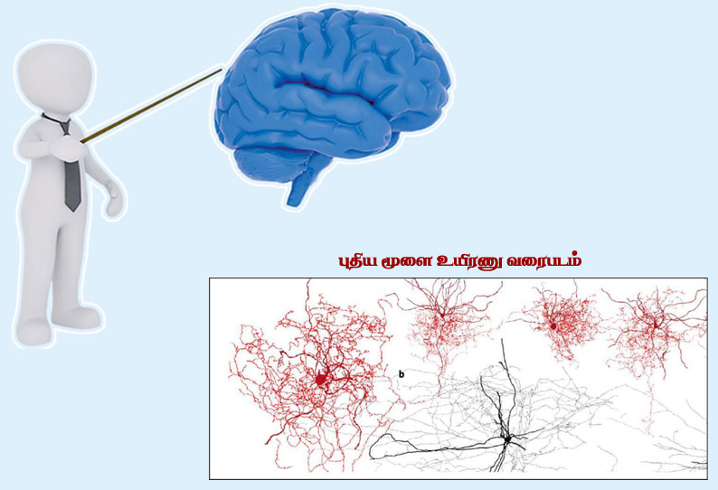 மனிதனின் சிறப்பு வகை மூளை உயிரணு!