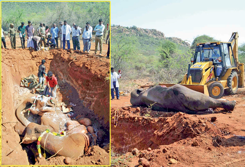 நெல்லையில் இறந்த யானையின் உடல் மலைப்பகுதியில் அடக்கம்