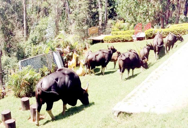 வெலிங்டன் ராணுவ முகாம் குழந்தைகள் பூங்காவில் புகுந்த காட்டெருமை கூட்டம்