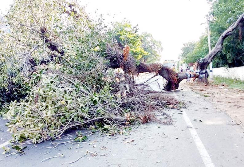 லாரி மோதி மரம் முறிந்து நடுரோட்டில் விழுந்தது 1 மணிநேரம் போக்குவரத்து பாதிப்பு