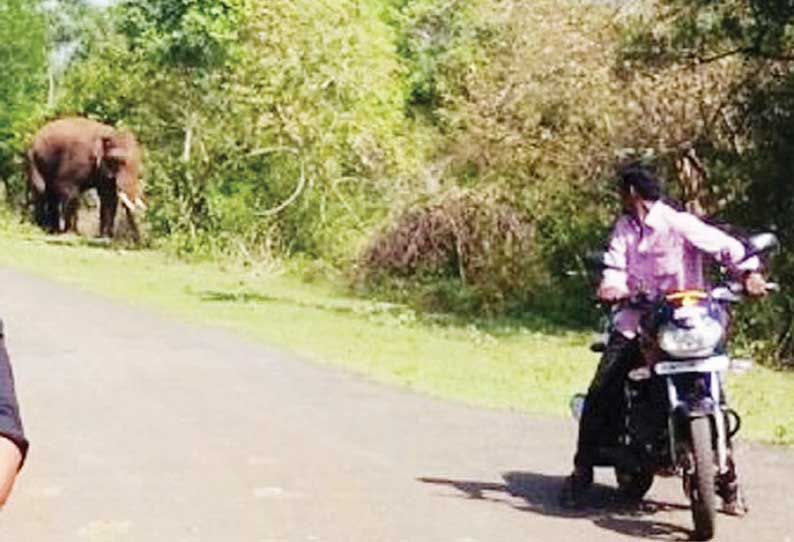 டி.என்.பாளையம் அருகே வாகனங்களில் வருபவர்களை துரத்தும் ஒற்றை யானை