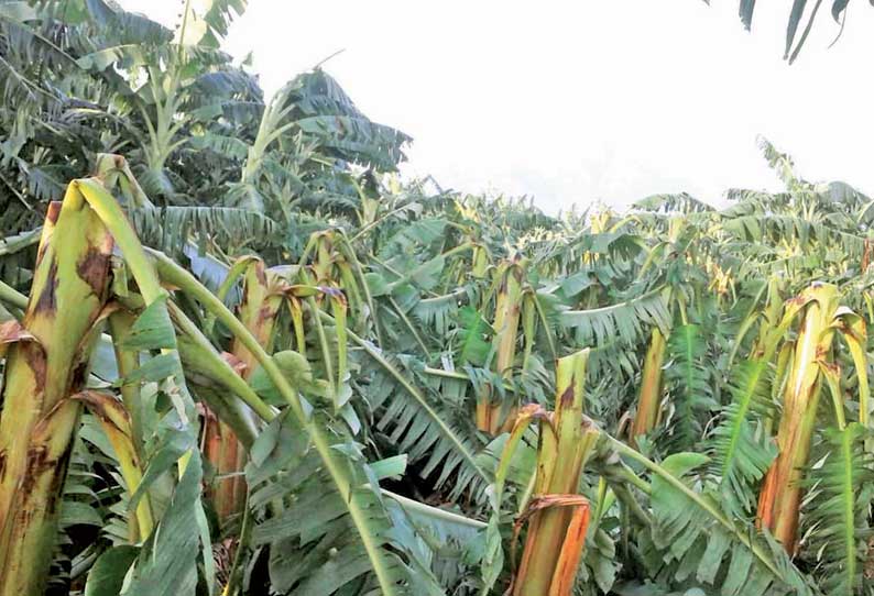 ஏர்வாடி அருகே சூறைக்காற்றில் வாழைகள் சேதம் நிவாரணம் வழங்க விவசாயிகள் கோரிக்கை