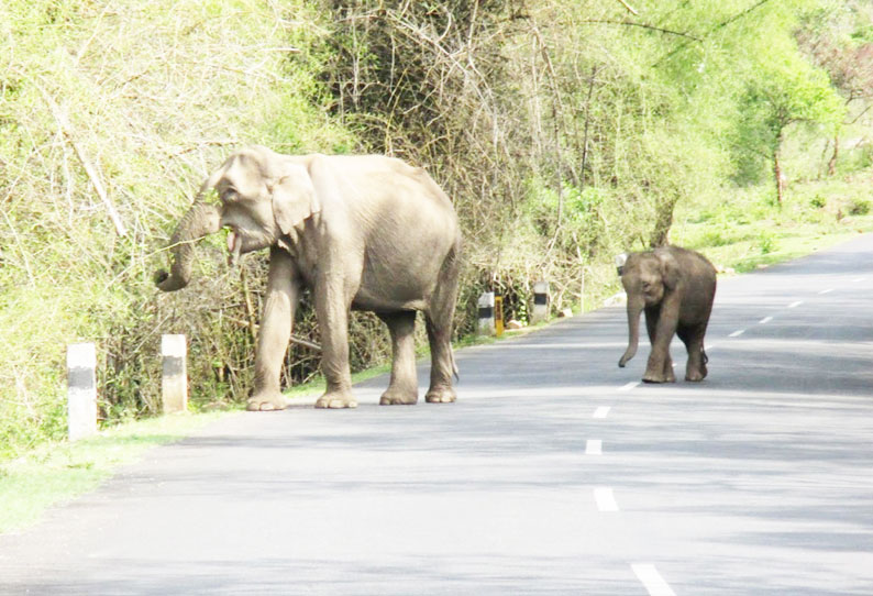 பந்தலூர்–சேரம்பாடி சாலையில் காட்டுயானைகள் உலா; வாகன ஓட்டிகள் பீதி