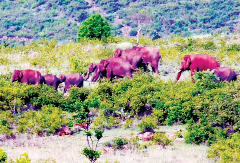 உணவு– குடிநீர் தேடி கடம்பூர் மலைக்கிராமங்களுக்கு படையெடுக்கும் யானைக்கூட்டம்