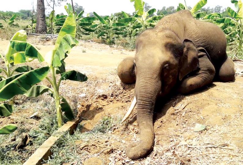 மேட்டுப்பாளையம் அருகே, மின்வேலியில் சிக்கி காட்டு யானை சாவு - வனத்துறையினர் விசாரணை