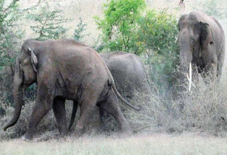 புஞ்சைபுளியம்பட்டி அருகே பரபரப்பு ஊருக்குள் புகுந்த 3 யானைகள் வனப்பகுதிக்குள் விரட்டியபோது முதியவரை தூக்கி வீசியது