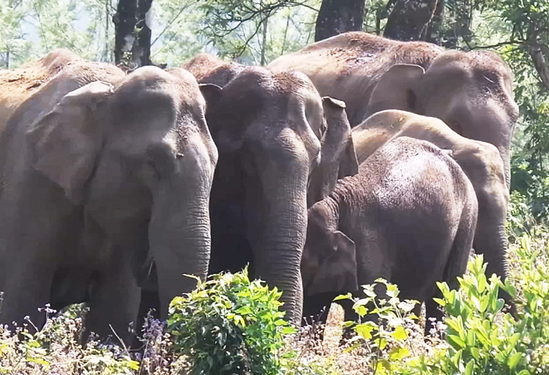 பந்தலூர் அருகே குடியிருப்புகளை முற்றுகையிட்ட காட்டுயானைகள் பொதுமக்கள் பீதி