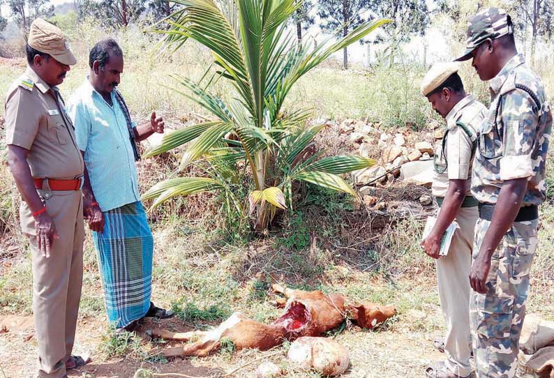 தாளவாடி அருகே கிராமத்துக்குள் புகுந்து கன்றுக்குட்டியை புலி அடித்துக்கொன்றது பொதுமக்கள் அச்சம்