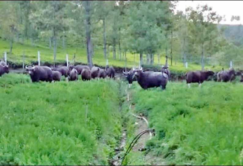 குன்னூரில், விவசாய பயிர்களை நாசம் செய்யும் காட்டெருமைகள் - வனப்பகுதிக்குள் விரட்ட கோரிக்கை