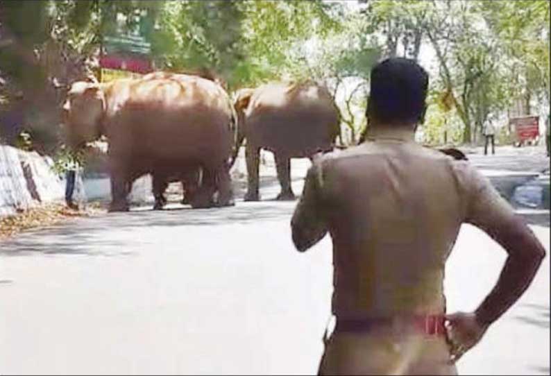 குன்னூர்–மேட்டுப்பாளையம் இடையே குட்டியுடன் சாலையை கடந்த காட்டுயானைகள் வாகன ஓட்டிகள் பீதி