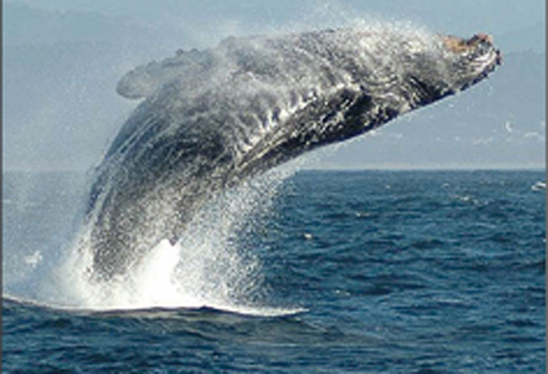 உலகில் மிகப்பெரிய விலங்கு... 201904181419318338_Day-Information-Knowing-the-whales_SECVPF