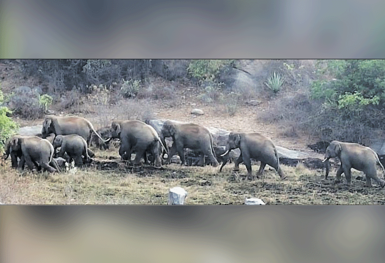 ஓசூர் அருகே கிராமங்களுக்குள் புகுந்த காட்டு யானைகள்